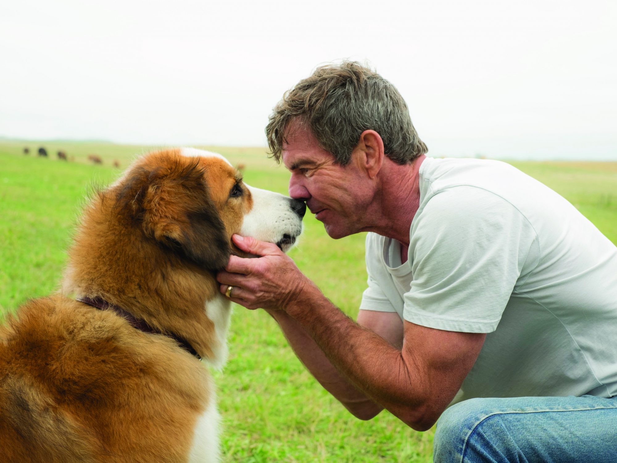 A Dog’s Purpose: A Sentimental Tearjerker