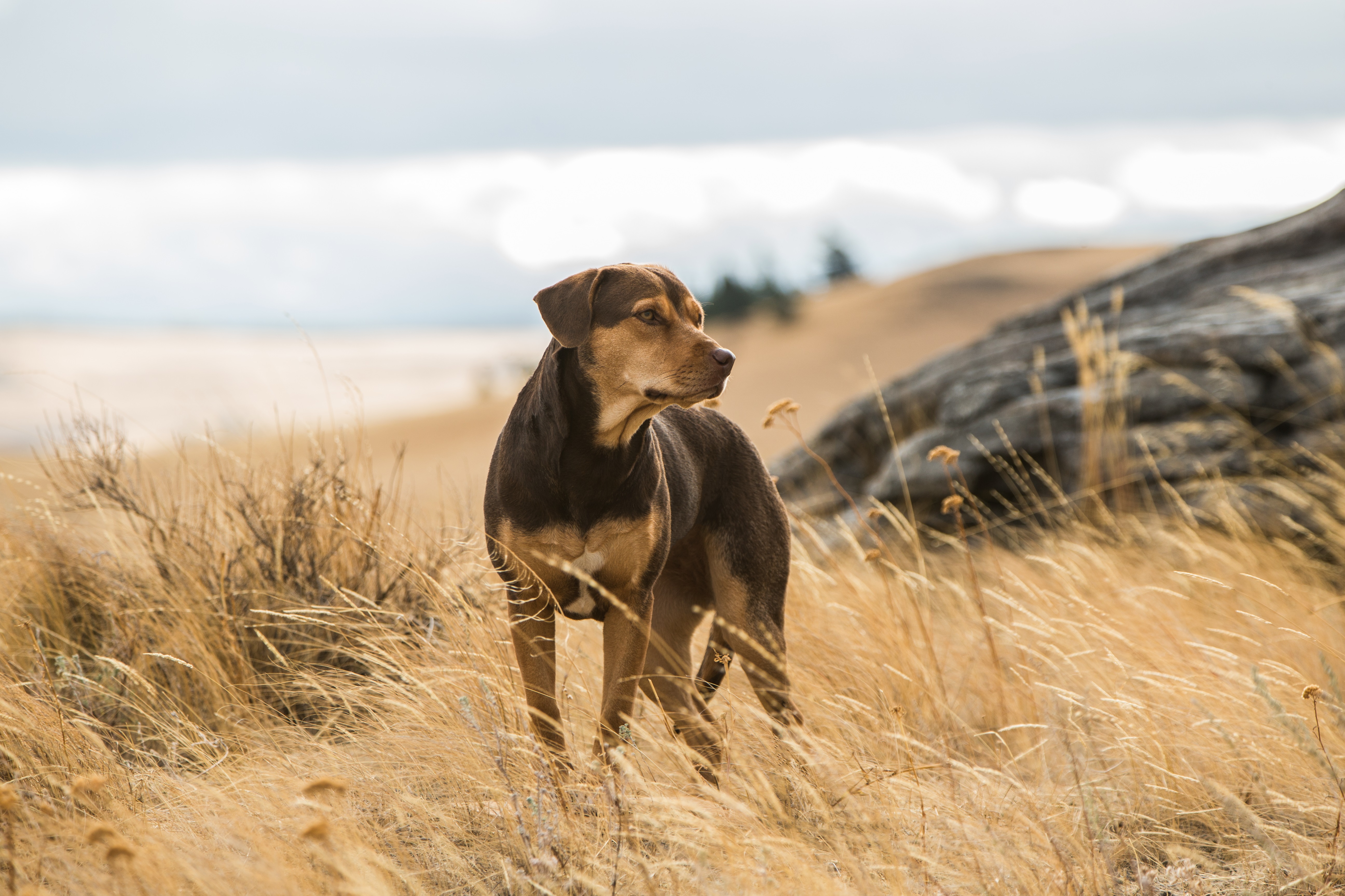 A Dog’s Way Home: Please Bring A Kleenex