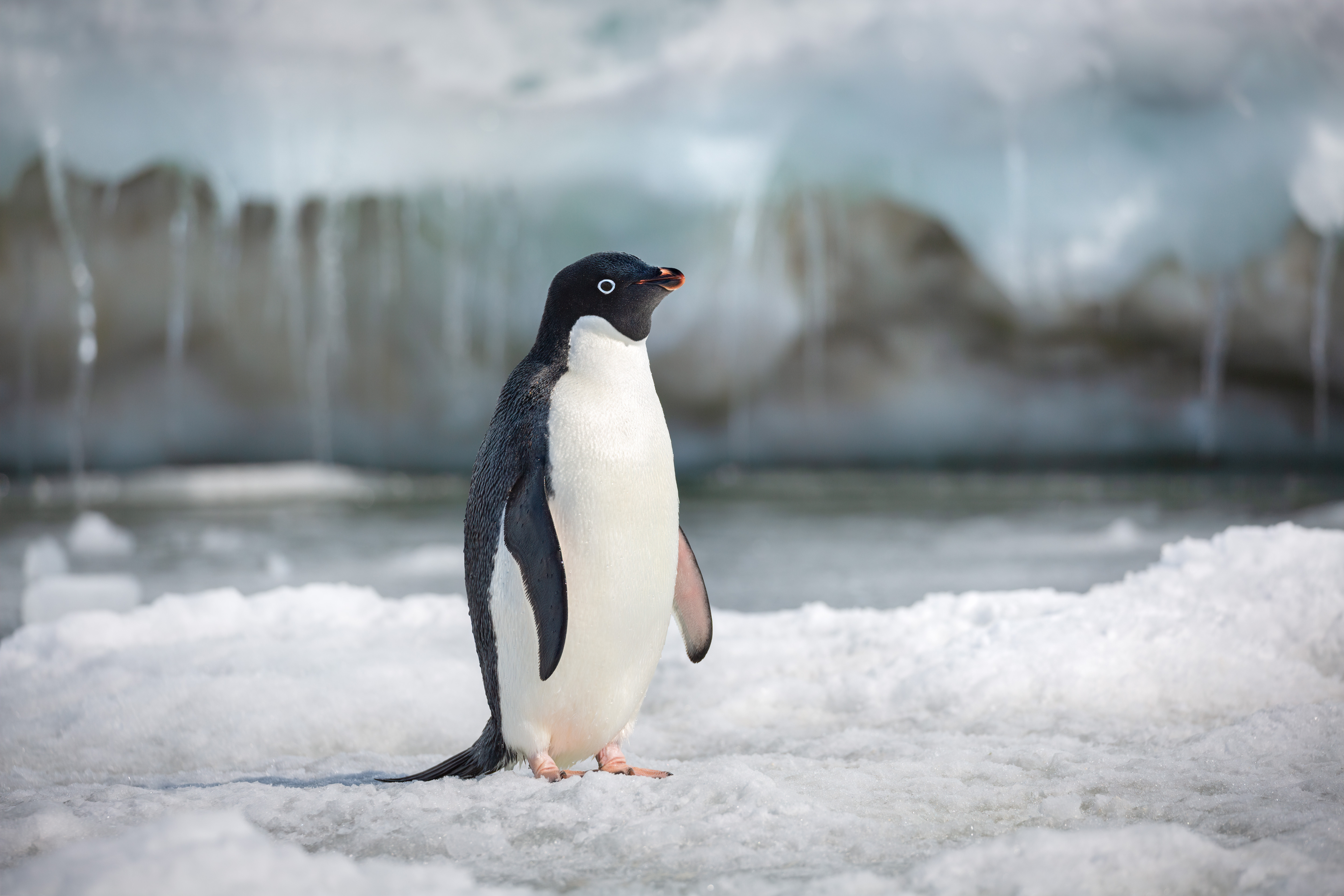 Penguins: Ed Helms livens up Disneynature Film