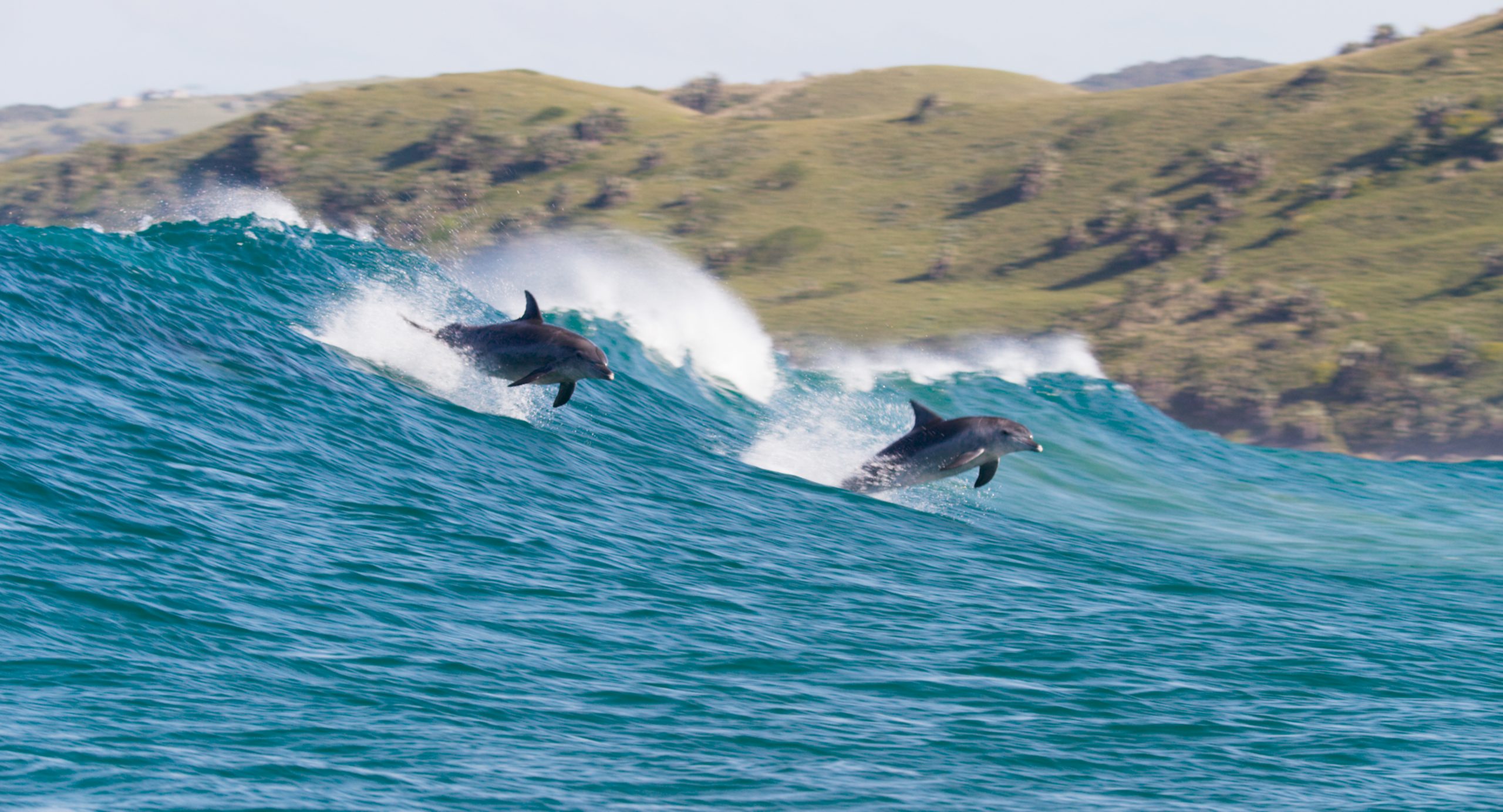 Dolphin Reef: A Trip to the Polynesian Islands