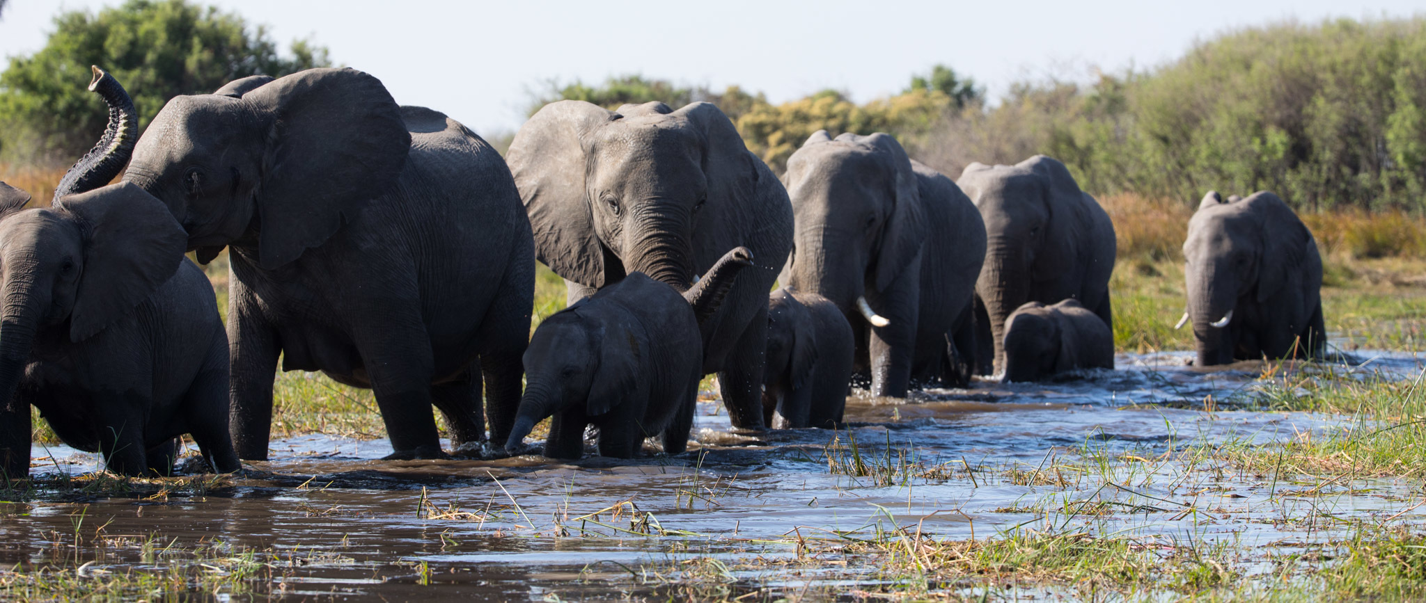 Elephant: Disneynature Documentary Follows Herd