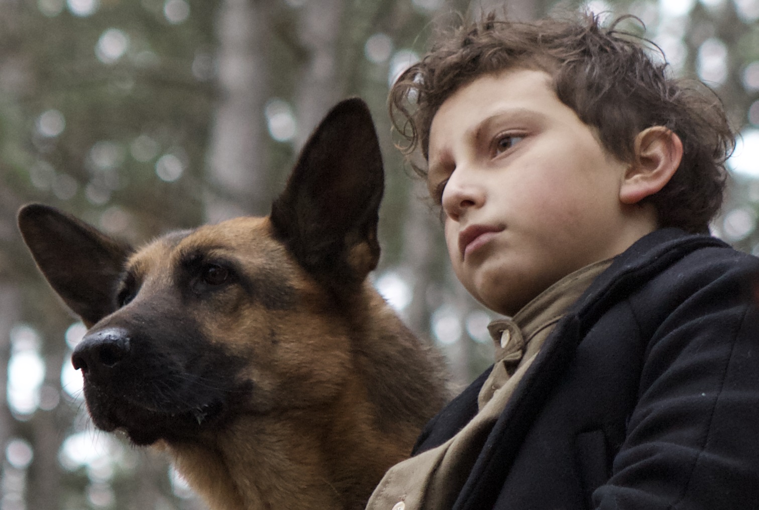 Shepherd: The Story of A Jewish Dog