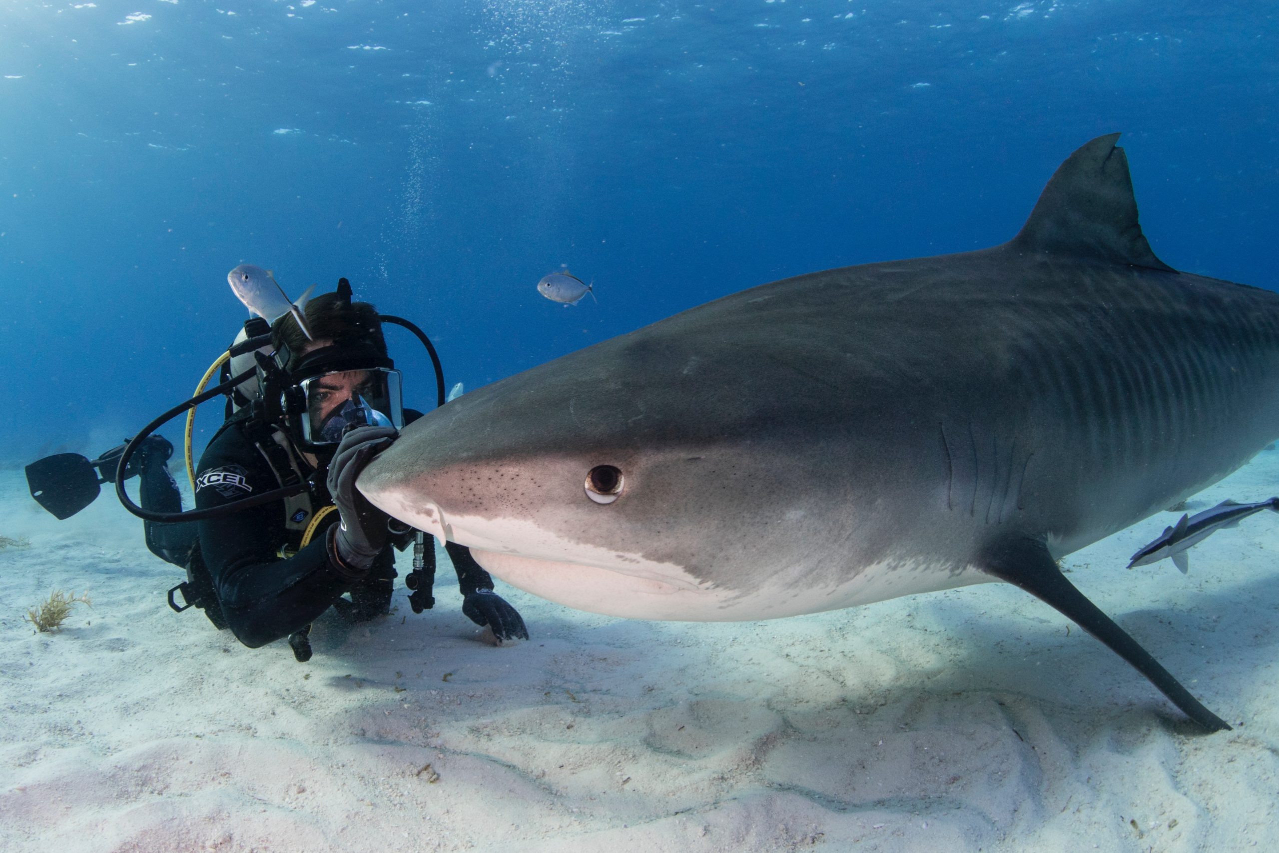 FIN: Eli Roth Shark Doc Is A Global Warning