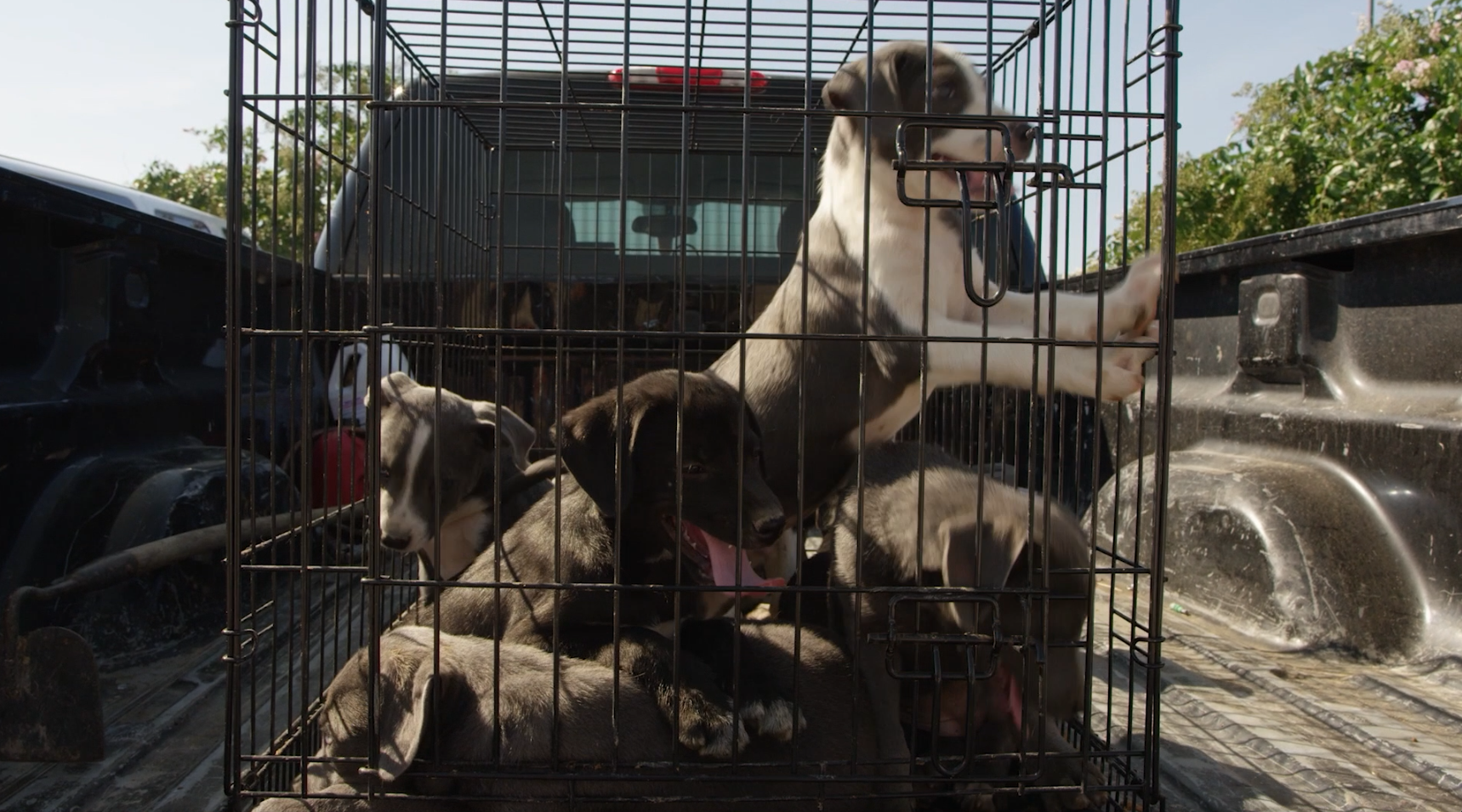 Free Puppies! Shows Importance Of Dog Rescuers