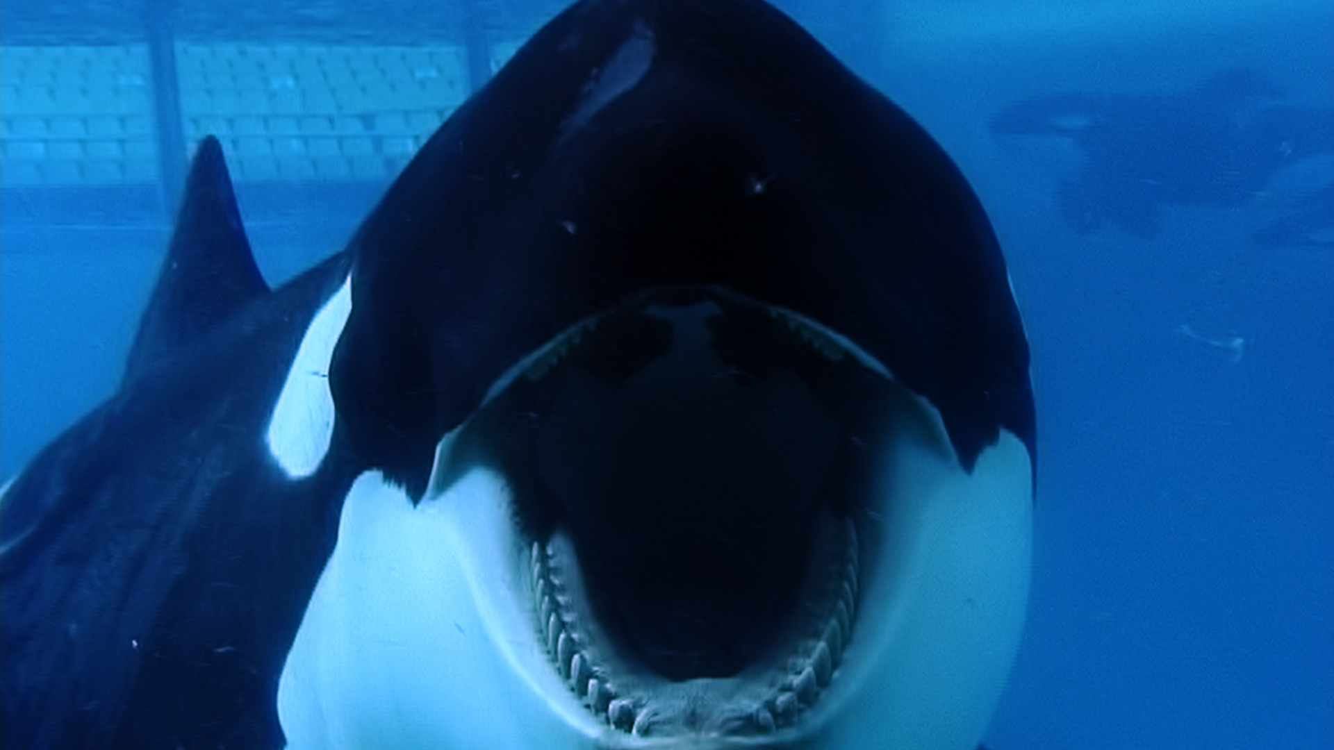 Tilikum in a scene from BLACKFISH, a Magnolia Pictures release.